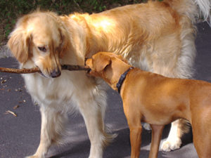 Sunny and Grace
