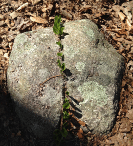 Nature always provides examples that inform and inspire. Look at the amazing strength and resolve needed for the plant to force its way up through the sliver of space in the crack of this rock.