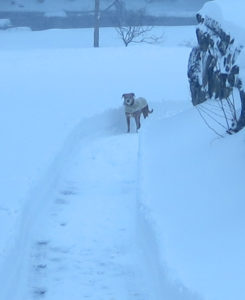 Grace was born in Puerto Rico where hot sun was more the norm than a foot of snow. She tolerates the cold but doesn't want to stay outside more than she has to. Do some of your team members avoid tasks that you enjoy?