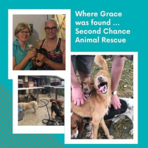 Where Grace was found - Second Chance Animal Rescue