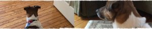 Onboarding New Dog