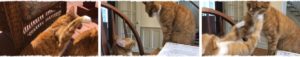 Cats Fighting - How to Build a Productive Team