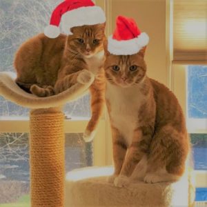 Christmas Kitties