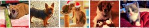 Season's Greetings PeopleSense Consulting 2020