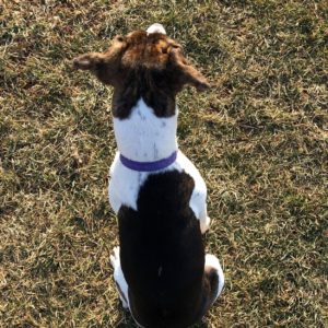 Dog living in the present