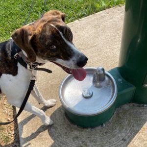 Dog Learning something new