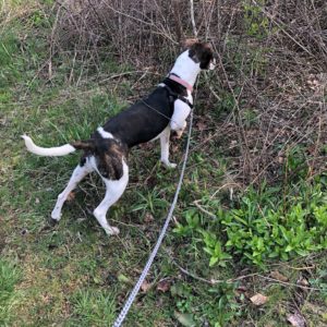 Walk often - zuzu