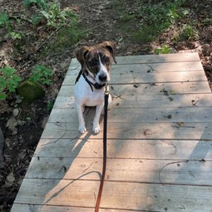 Work as a game for dogs and people