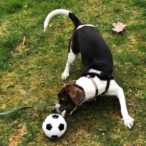 a little excitement goes a long way with a dog