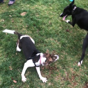 exercise doing things you enjoy - zuzu