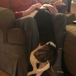 show gratitude like zuzu the dog