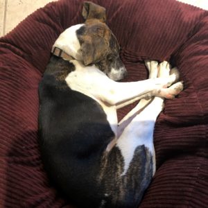sleep deeply - zuzu