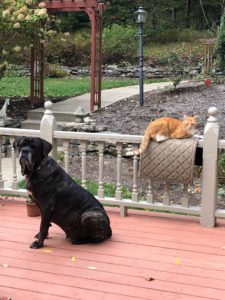 Dog and Cat in Conflict