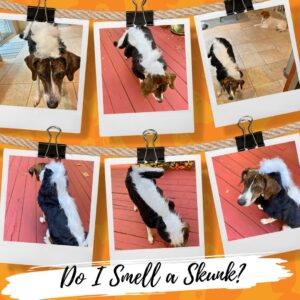 Zuzu Skunk